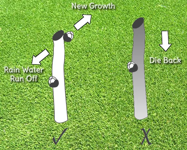 Making the Right Pruning Cut